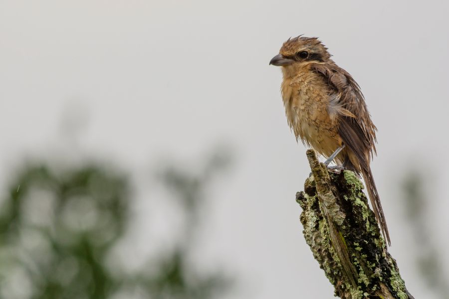 Bird sighting at Yala national park in Sri Lanka 