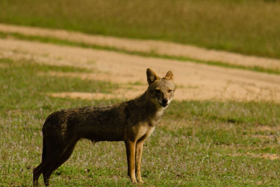 A fox at Yala national park in Sri Lanka 