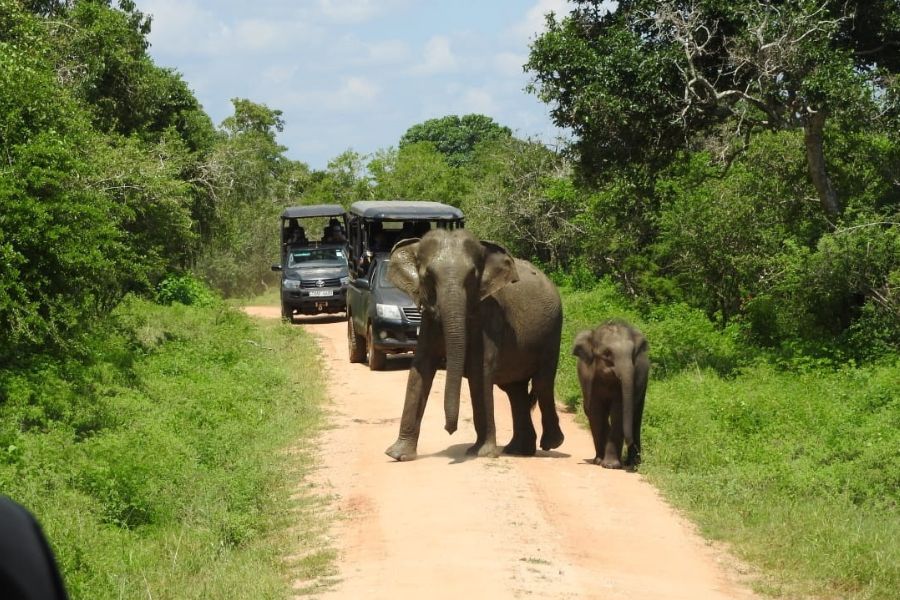 Leopard sighting during safaris at Yala national park in Sri Lanka 