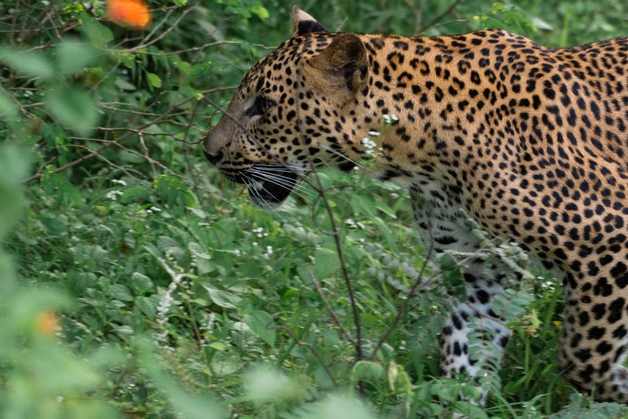 A leopard roaming at Yala national park in Sri Lanka 