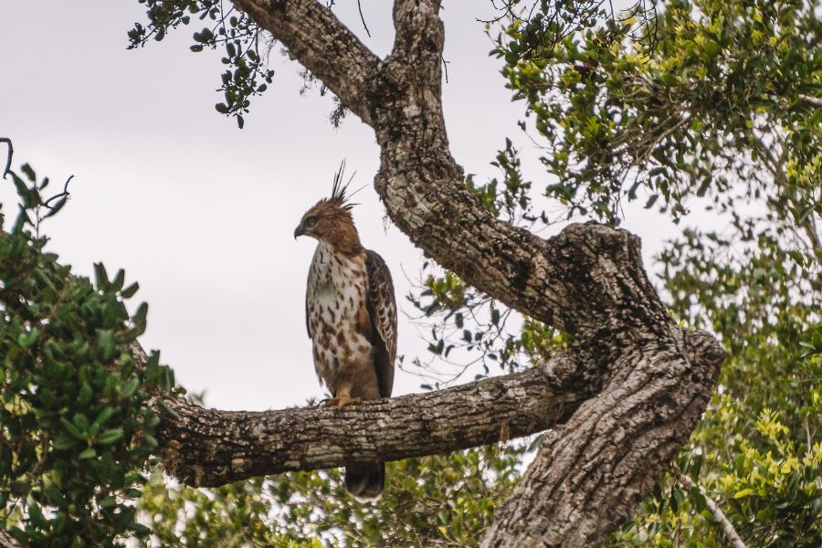 An owl relaxing on a branch at Yala national park Sri Lanka 