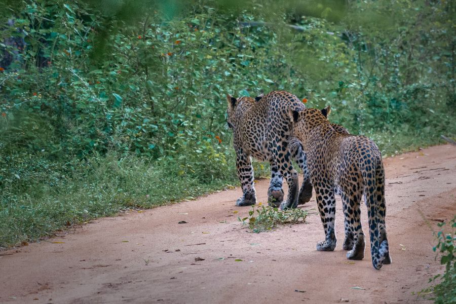 Leopards roaming at Yala national park in Sri Lanka 