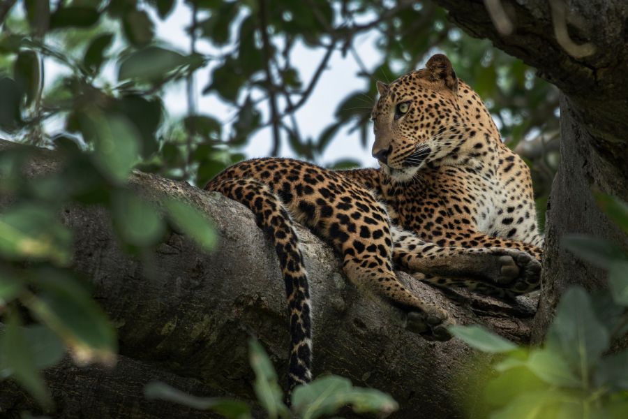 A leopard at Yala national park in Sri Lanka 