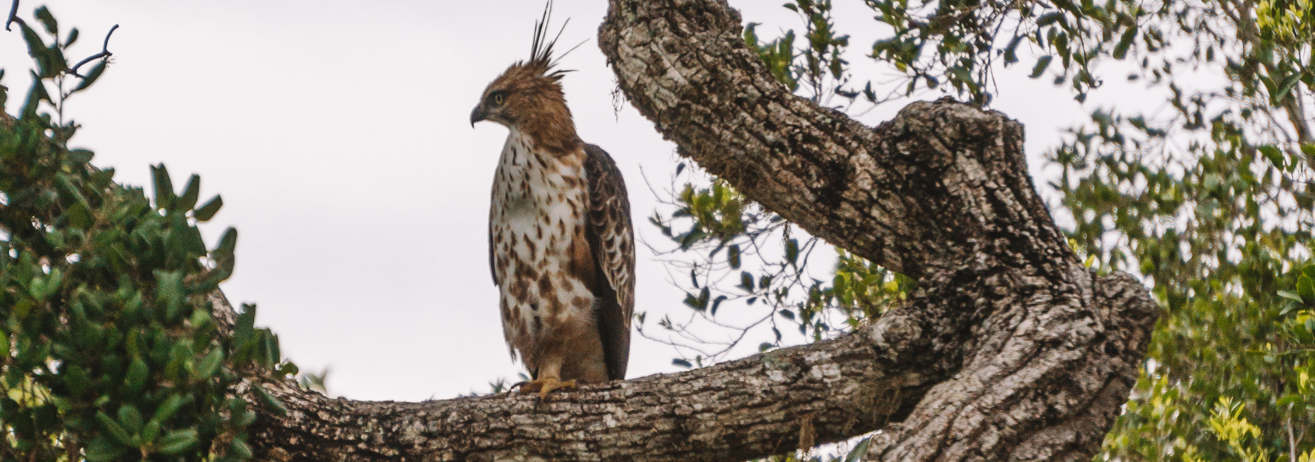 An owl at Yala national park in Sri Lanka 