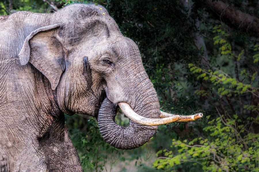 Tuskers at Yala safaris in Sri Lanka 